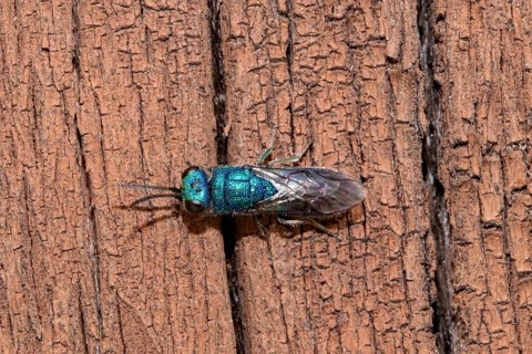 Blue golden wasp sitting on tree trunk left looking