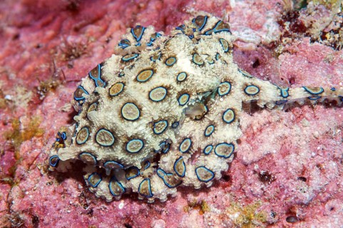 Venomous large blue-ringed octopus
