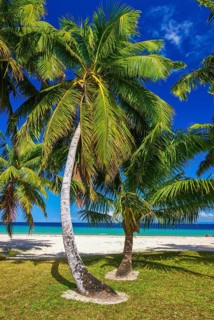Palm trees on a white sand beach on the Island Ile Sainte-Marie although Nosy Boraha