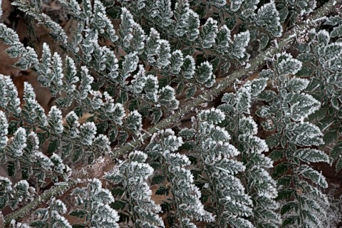 Shield fern