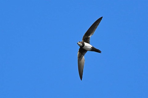 Alpine swift
