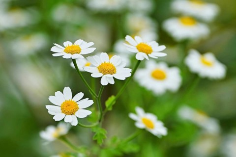 Flowering feverfew