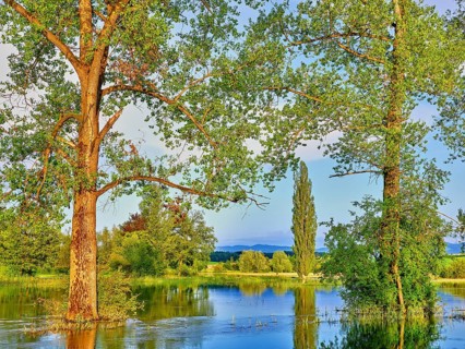 Poplars