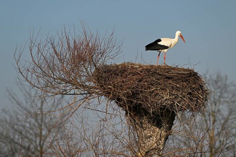 White stork