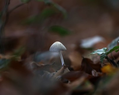 Small mushroom protruding from the carpet of leaves in a deciduous forest