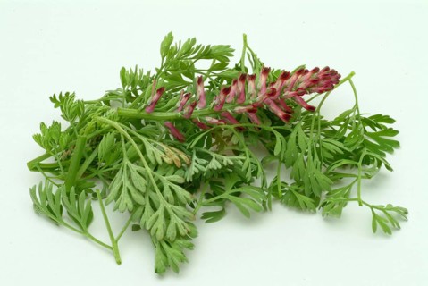 Medicinal plant Common fumitory