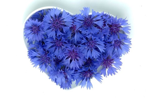 Cornflower