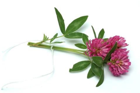 Meadow clover