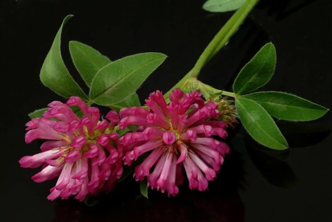 Meadow clover