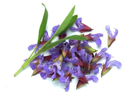 Common sage