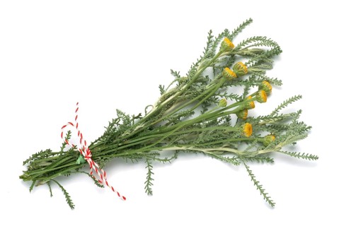 Medicinal plant Holy herb