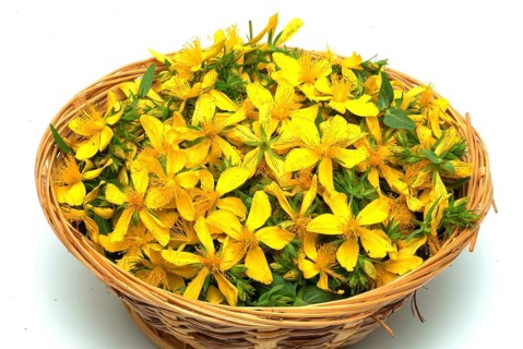 Medicinal plant St. John's wort