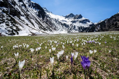Meadow full of white and purple crocuses