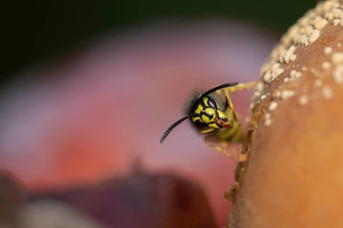 Common wasp