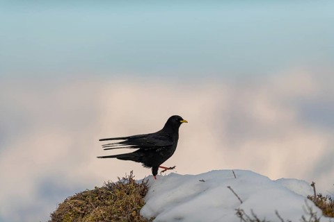 Alpine chough