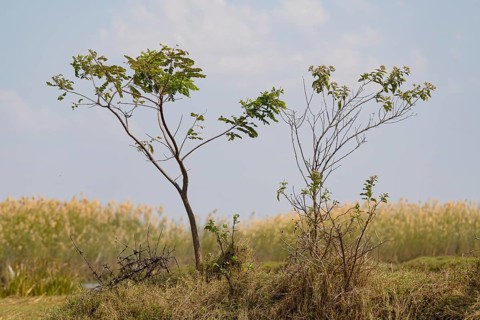 New plantlet emerges and grows into a tree or shrub