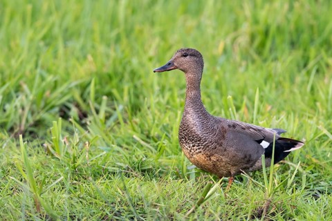 Gadwall