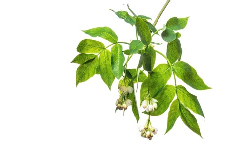 European bladdernut