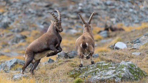 Alpine ibex