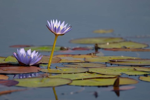 Water lilies