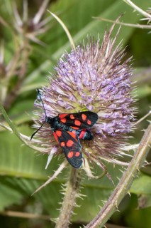 Six-spotted Widder Butterfly perched on a violet flower seen on the left