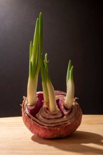 Sprouting onion
