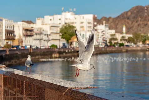 Seagulls