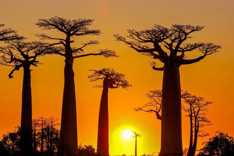 Backlight of the Avenue de Baobabs at sunset near Morondavia