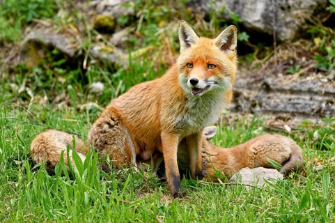 A red fox