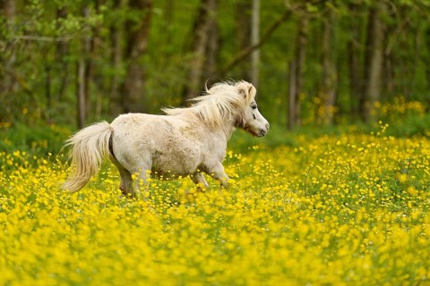Icelandic horse