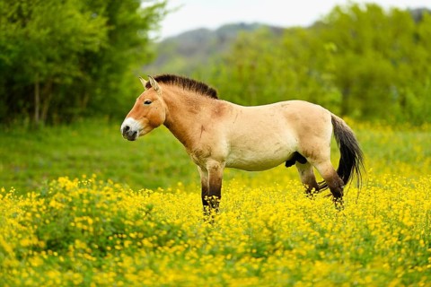 Przewalski's stallion