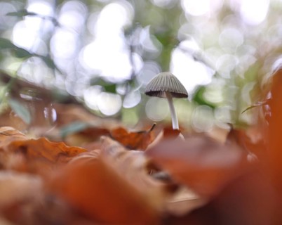 Small mushroom protruding from the carpet of leaves in a deciduous forest