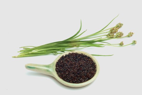Plant species from the plantain genus