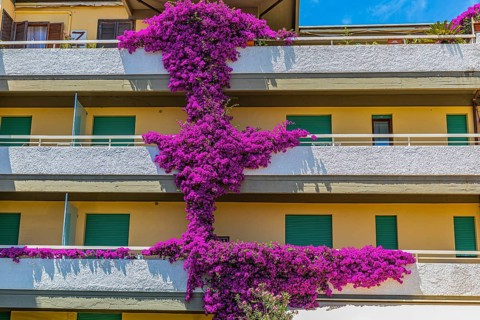 Purple bougainvillea