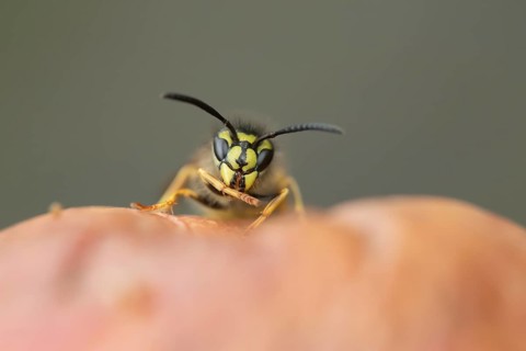 Common wasp