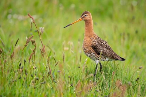 Black-tailed Godwit