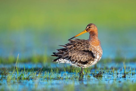 Black-tailed Godwit
