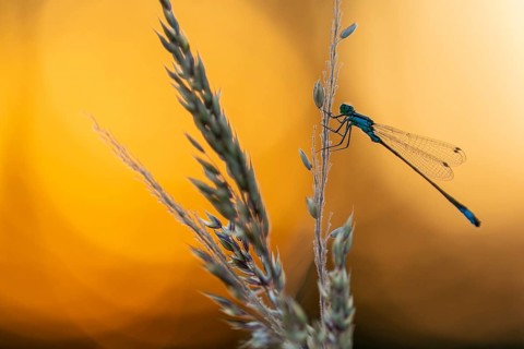Blue-tailed damselfly