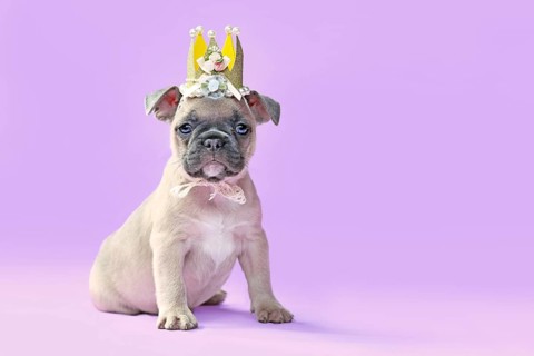 Small French Bulldog dog puppy wearing a golden paper crown with lace and ribbons on purple background with empty copy space