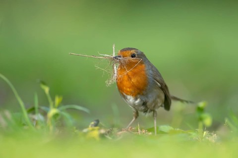 European robin