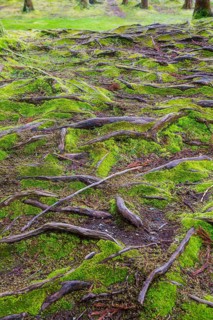 Moss over trees on Furnas lake