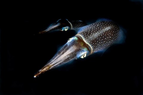 Night photograph of pair of bigfin reef squid