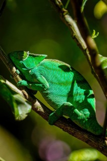 Parson's Giant Chameleon