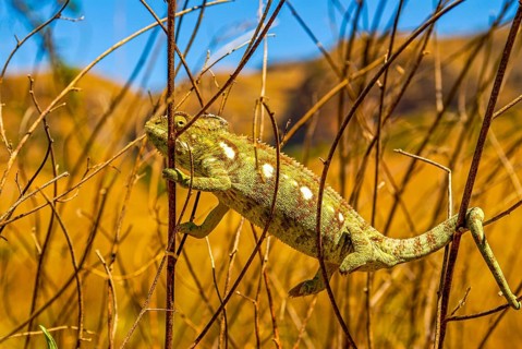 Panther chameleon