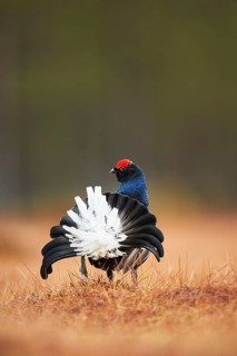 Black grouse