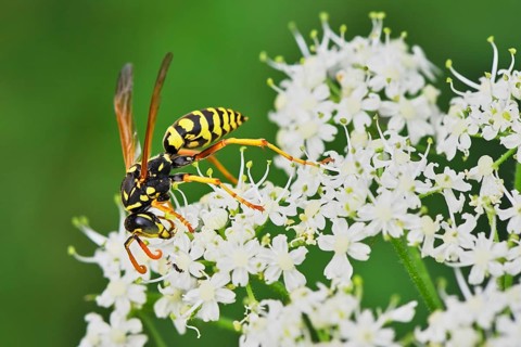 Field wasp