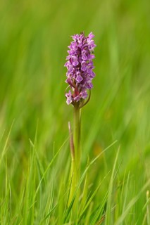 Moorland spotted orchid