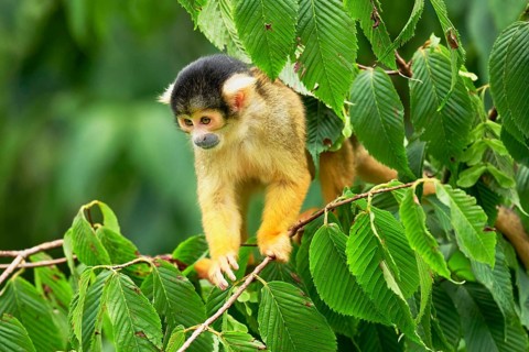 Black-capped squirrel monkey