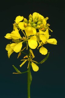 Medicinal plant White mustard