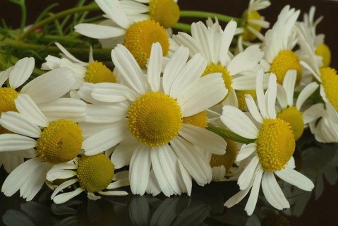 Medicinal plant Chamomile